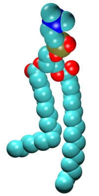 DPPC molecule